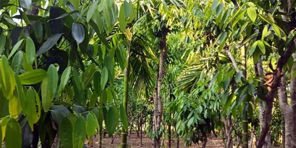 তেজপাতা বাণিজ্যিকভাবে চাষ করে লাভবান চাষি